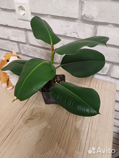 Фикус каучуконосный