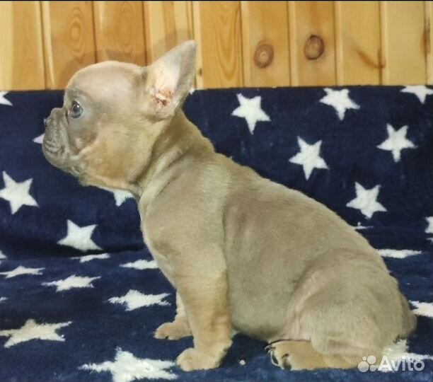 Французский бульдог щенки