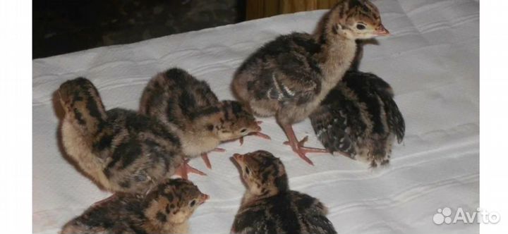 Индюшата и др сх птица