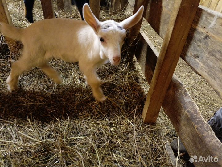 Козлята и козы