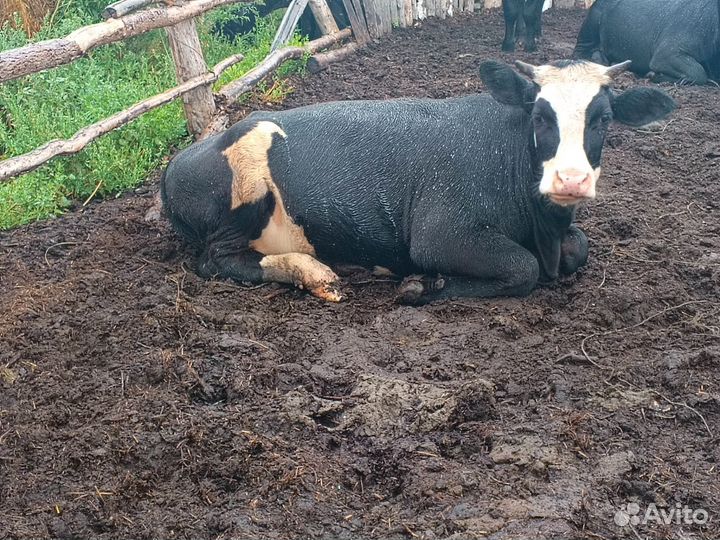 Телки стельные