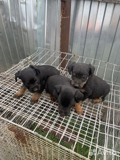 Щенки ягдтерьера