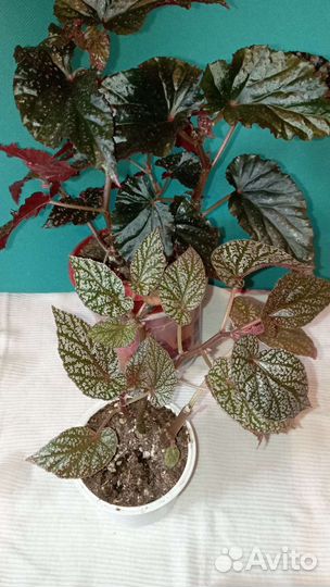 Бегония декоративно лиственная