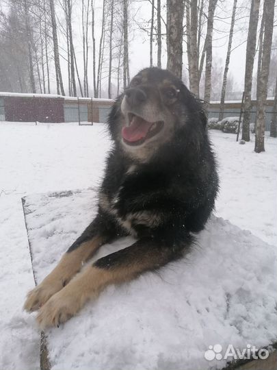 Собака в добрые руки отдам бесплатно