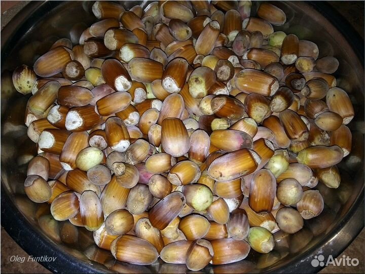 Саженцы лещины и зимостойких фундуков