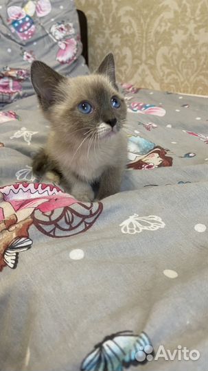 Котенок
