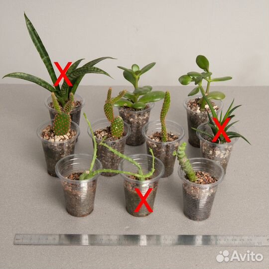 Опунция, Орбея, Крассулы