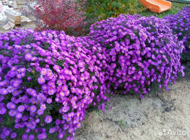 Астры новобельгийские (кустарниковые, осенние)