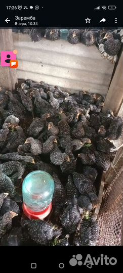 Петушки Доминант