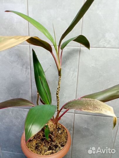 Кордилина мамбо