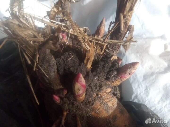 Пионы розовее Сара Бернар голландия