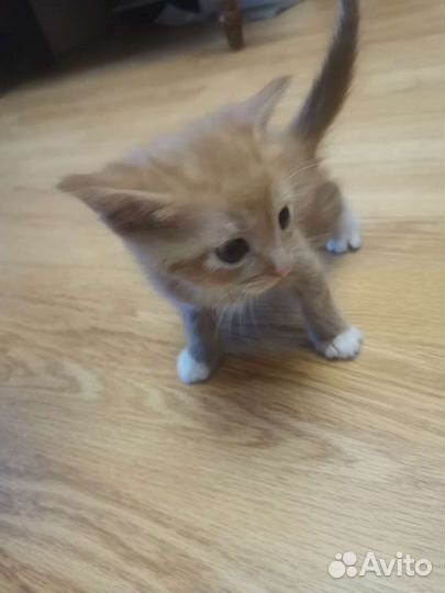 Рыжий котик в добрые руки бесплатно