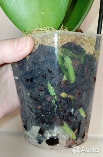 Орхидея фаленопсис