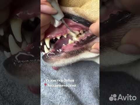 Чистка зубов собаке объявление продам