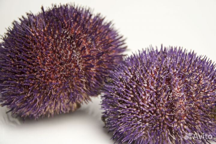 Морской еж и гребешок. Поднят со дна сегодня