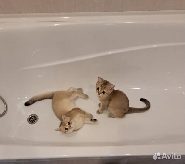 Котята золотая шиншилла