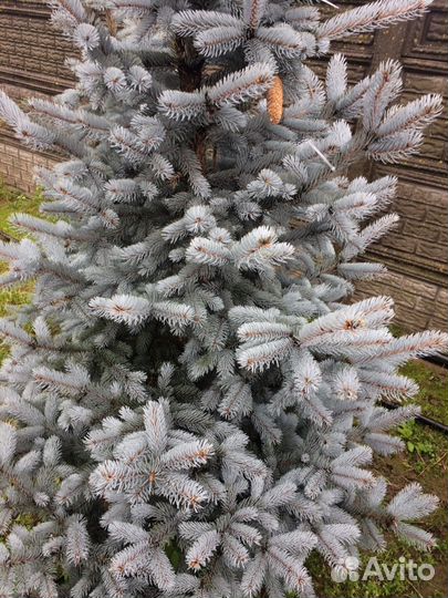 Голубая ель