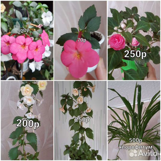 Комнатные цветы