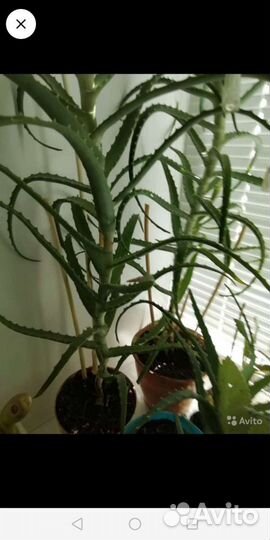 Алоэ. каланхоэ декоративное