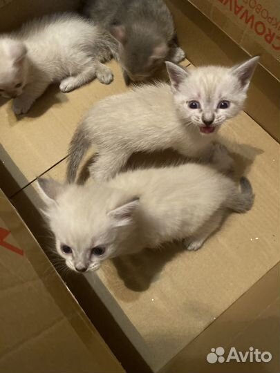 Котята в добрые руки