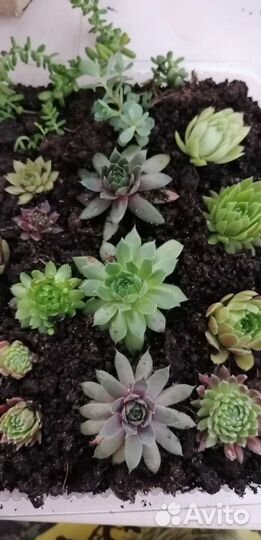 Садовые сукуленты гиганты