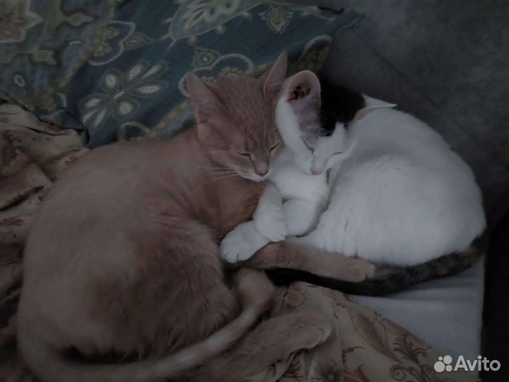 Кошка и кот