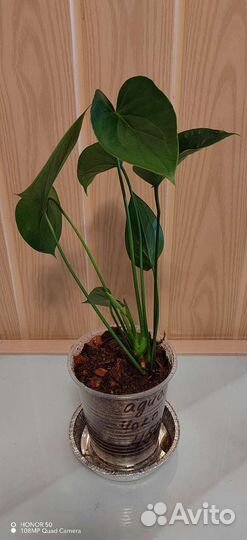 Антуриум Адиос Чоко