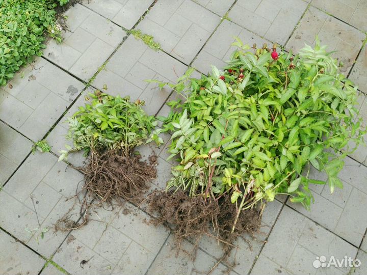 Тибетская ягода (землян,норвежская) малина саженцы