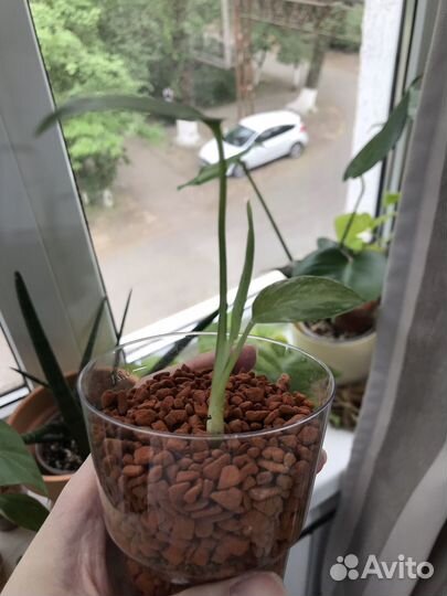 Комнатные цветы