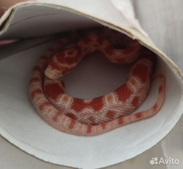 Маисовый полоз