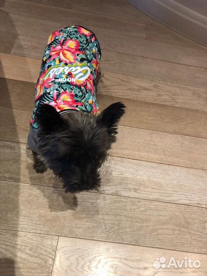 Одежда для собак