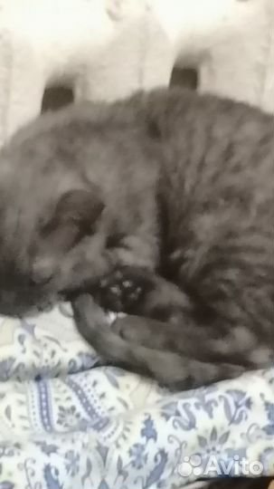 Кошки в добрые руки бесплатно