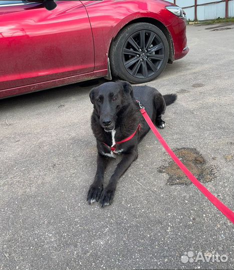 Собака в добрые руки