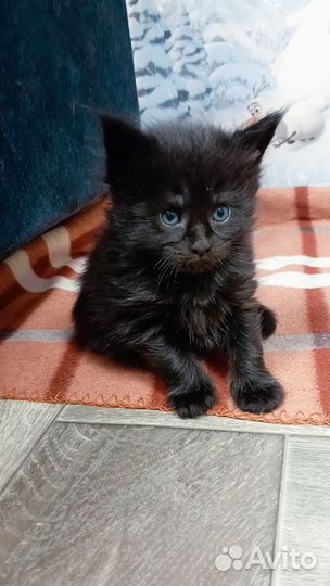 Котята мейн-кун