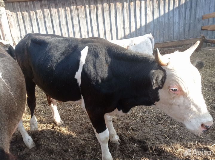 Бычки семмэнтал не на мясо