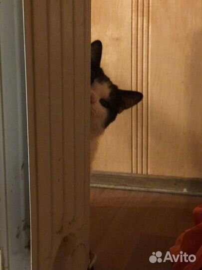 Котенок малыш на счастье