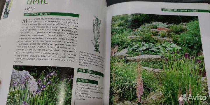 Садовый дизайн. Энциклопедия садовых растений