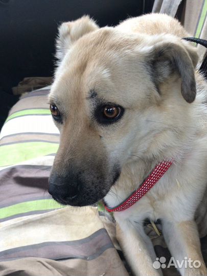 Буся милая собачка из приюта