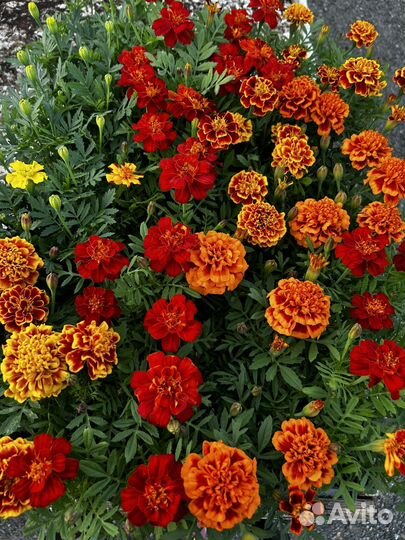 Бархатцы, тагетис