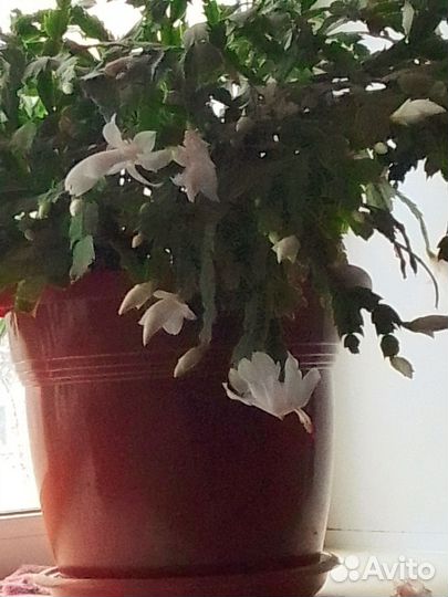 Декабрист шлюмбергера белый