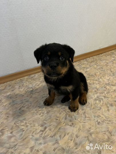 Щенок ротвейлера