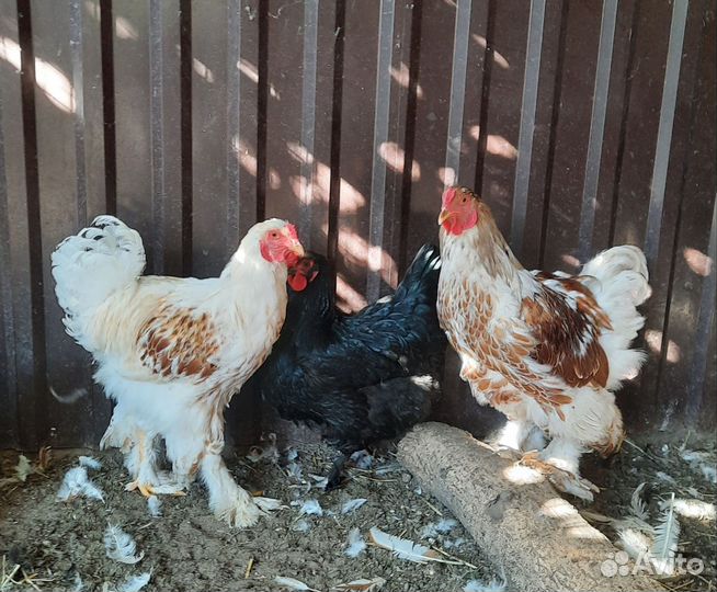 Петух Брама