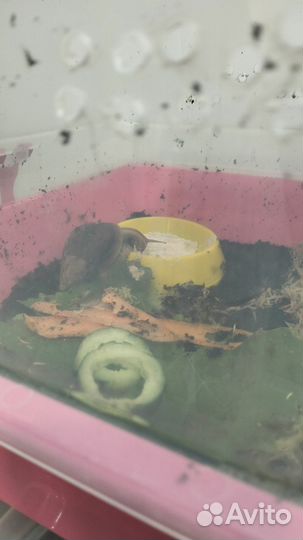 Улитки ахатины