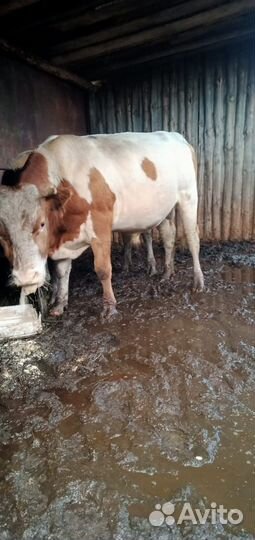 Продам быка