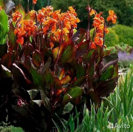 Канна оранжевая Вайоминг