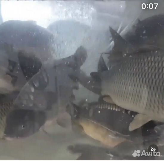 Аквариум для живой рыбы