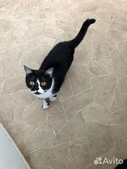 Шотландская кошечка