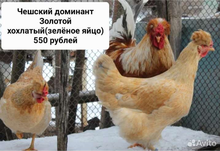 Куры-молодки.Несушки.Добрая птица