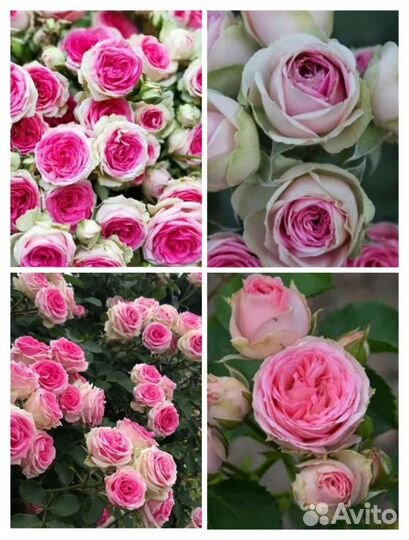 Мими Эден есть ещё несколько сортов