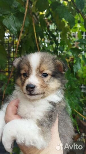 Маленькая Колибри